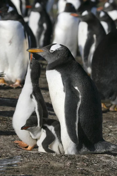 Pingouins de Gentoo (Pygoscelis papua ) — Photo