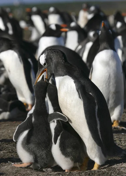 Gentoo Penguins (Pygoscelis Papua) — Stockfoto