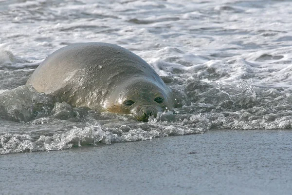 Foca elefante del sur (Mirounga leonina ) — Foto de Stock