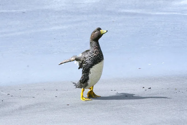 Pato vapor sin vuelo (Tachyeres brachypterus ) —  Fotos de Stock