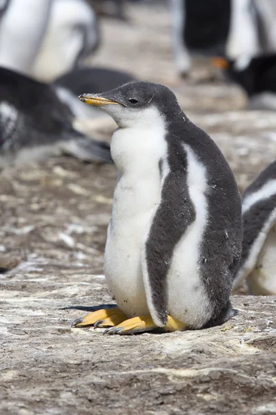 Gentoo penguin (Pygoscelis papua) — Stock Photo, Image