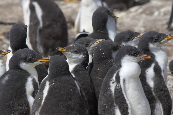 Gentoo Penguins (Pygoscelis Papua) — Stockfoto