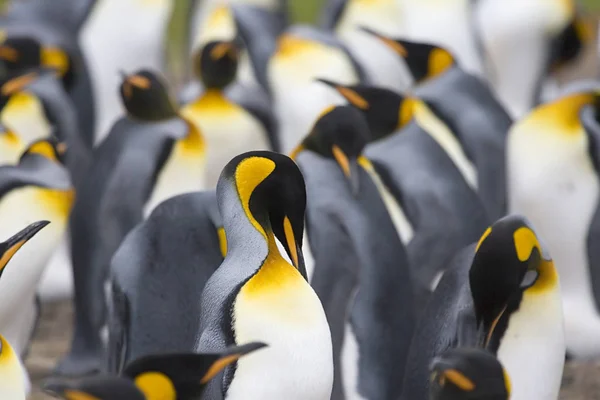 Král Penguins (Aptenodytes patagonicus) — Stock fotografie