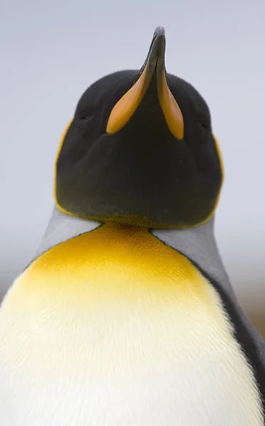 Pingwin Królewski (Aptenodytes patagonicus) — Zdjęcie stockowe