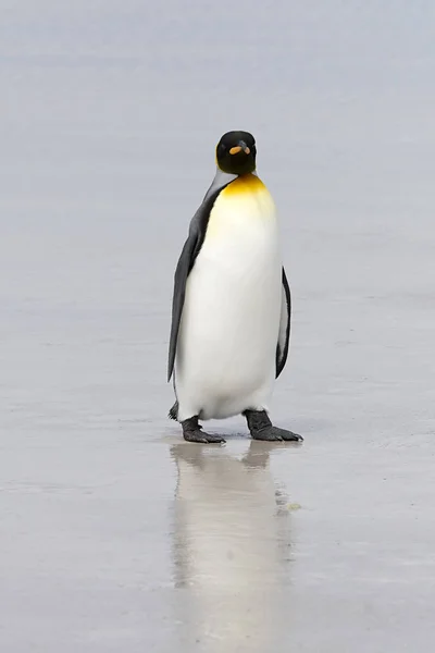 Rei Pinguim (Aptenodytes patagonicus ) — Fotografia de Stock