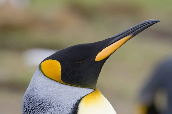 Kung pingvin (Aptenodytes patagonicus) — Stockfoto