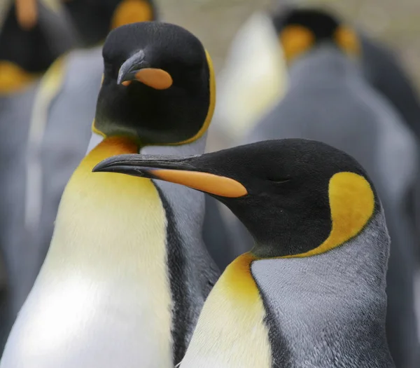 Pingwiny królewskie (Aptenodytes patagonicus) — Zdjęcie stockowe