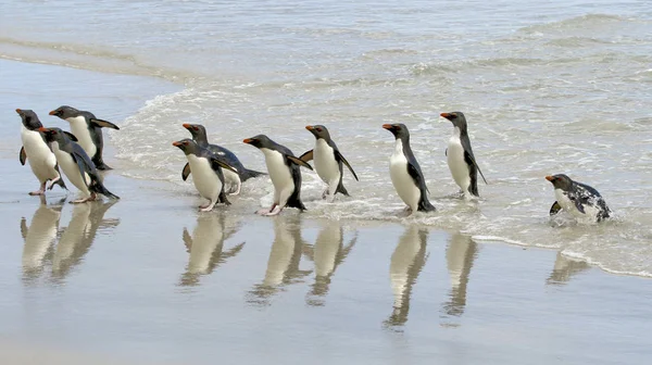 Рокхопперы пингвины (Eudyptes chrysocome ) Стоковое Фото