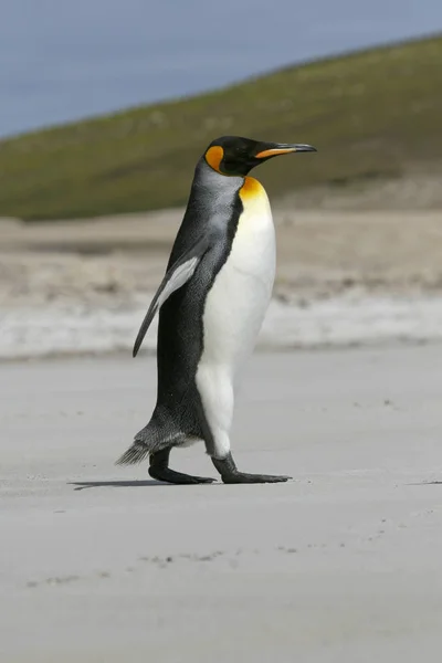 Kung pingvin (Aptenodytes patagonicus) Stockfoto