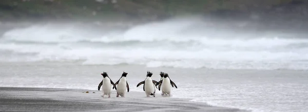 Pinguini Rockhopper Sulla Spiaggia Delle Isole Falkland Foto Stock Royalty Free