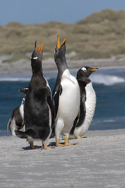 Gentoo-Pinguine (pygoscelis papua)) lizenzfreie Stockbilder