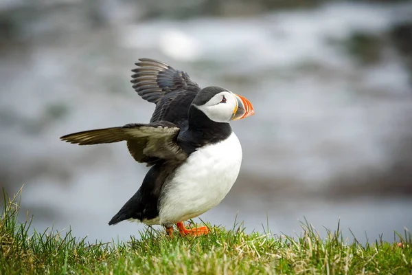 Den Vackra Puffin Sällsynt Fågel Art Fotograferad Island — Stockfoto
