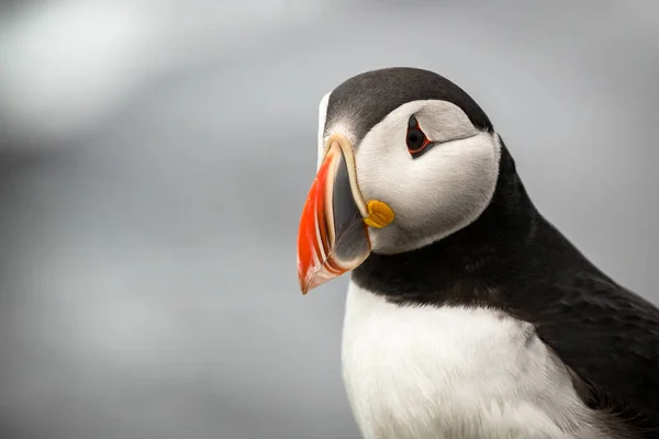 Krásný Puffin Vzácný Pták Druh Vyfocený Islandu — Stock fotografie