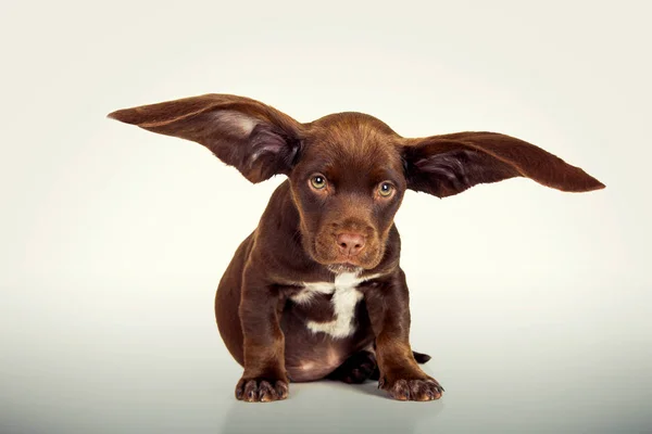 Cute Puppy Giant Ears Digital Manipulated Stock Photo