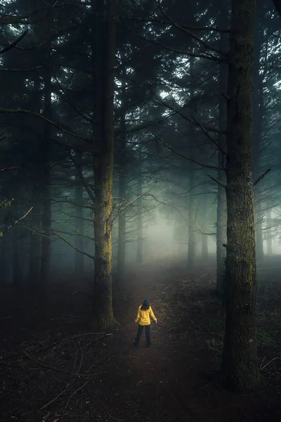 在一个雾蒙蒙的早晨 女旅行家走在森林中间 — 图库照片