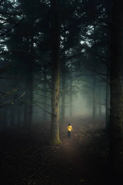 Viajante Feminina Caminhando Meio Uma Floresta Uma Manhã Nebulosa — Fotografia de Stock