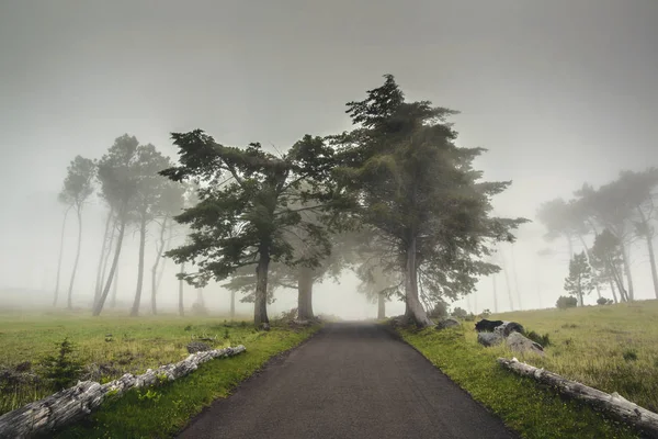 雾蒙蒙的早晨 美丽的道路风景 — 图库照片