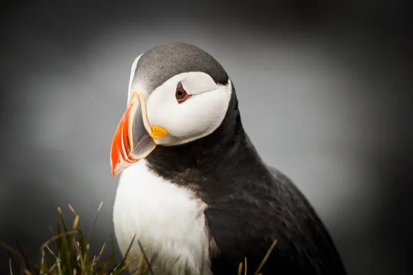 Belo Puffin Uma Espécie Pássaro Raro Fotografado Islândia — Fotografia de Stock