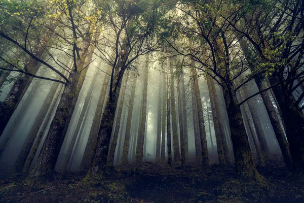 Beautiful Forest Landscape Madeira Island Portugal — Stock Photo, Image