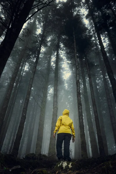 Viaggiatore Femminile Nel Mezzo Una Foresta Una Giornata Nebbiosa — Foto Stock