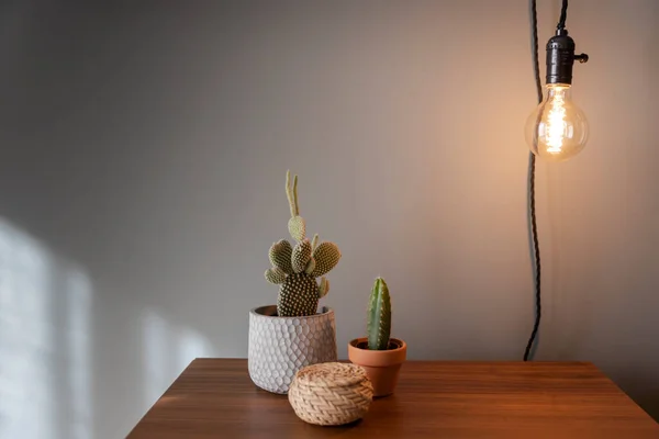 Plantas Cactus Sobre Una Mesita Noche — Foto de Stock