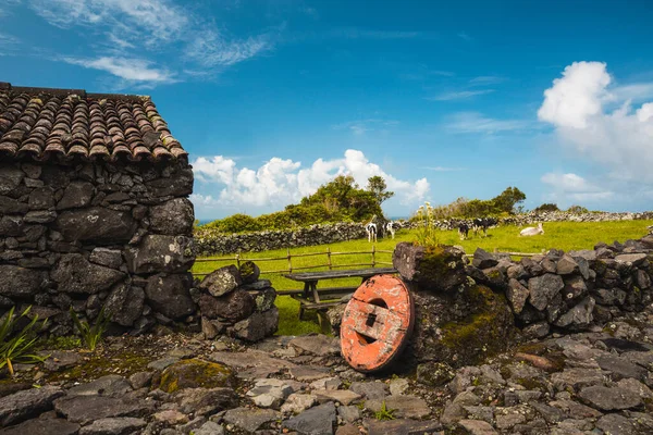 Casa Rural Típica Las Azores Portugal Con Vacas Fondo — Foto de Stock