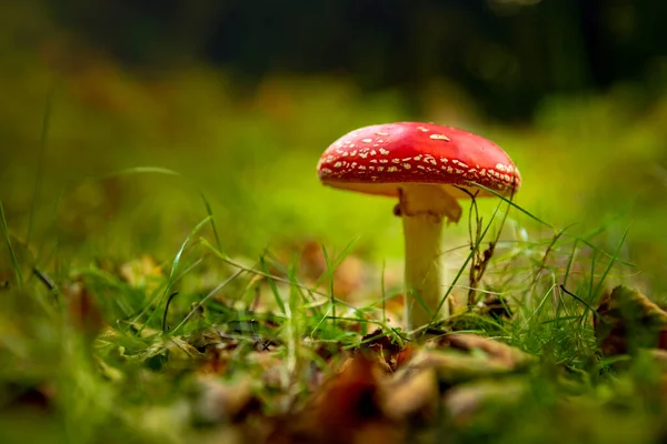 Röd Flugagarisk Förgiftad Växt Skogen — Stockfoto