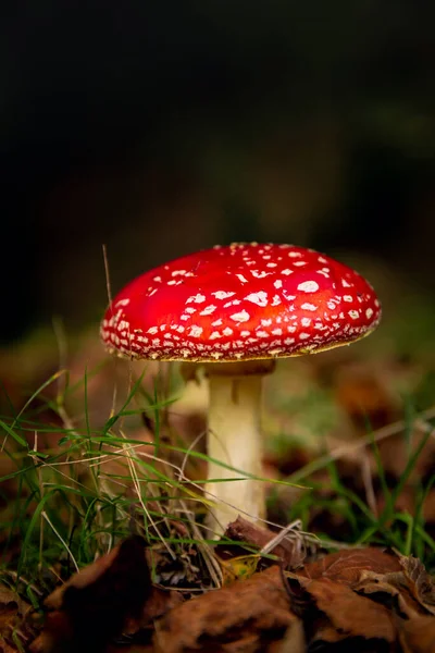 Röd Flugagarisk Förgiftad Växt Skogen — Stockfoto