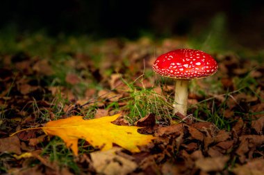 Shot of a beautiful amanita mushroom at autumn season clipart