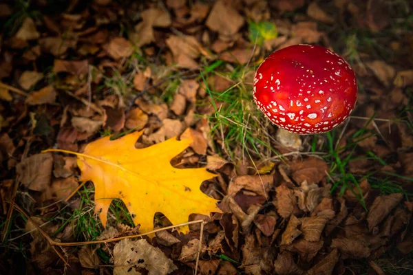 Skjuten Vacker Amanita Svamp — Stockfoto