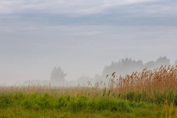 Mglisty GLADE w lecie rano z suchą trawą i selektywnej ostrości — Zdjęcie stockowe