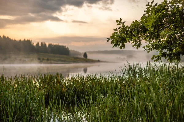 早晨雾蒙蒙的河边景观与橡树, 芦苇和选择性焦点与浅深度的领域在柔和的颜色 — 图库照片