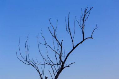 degrade mavi gökyüzü arka plan minimalist comlosition kuru ölü şube