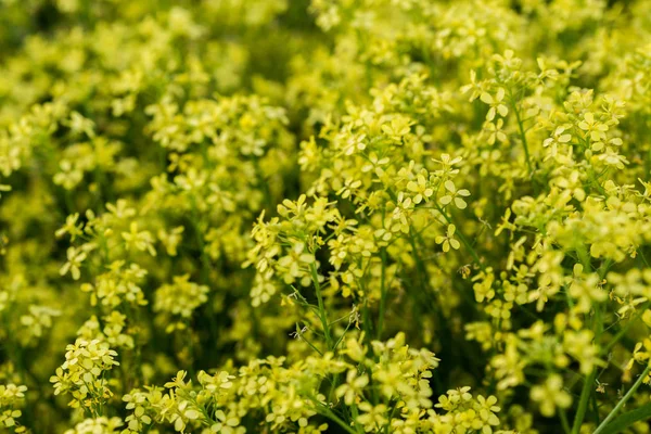 Flor de colza amarelo selvagem com foco seletivo e boke blur — Fotografia de Stock