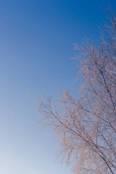 Sottili rami di betulla ghiacciata su sfondo cielo chiaro gradiente blu a freexing luce del giorno invernale — Foto Stock