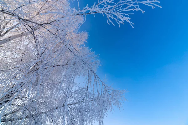 겨울 일광을 자유롭게 하는 맑은 파란색 그라데이션 하늘 배경에 얇은 서리가 내린 자작 나무 가지 — 스톡 사진