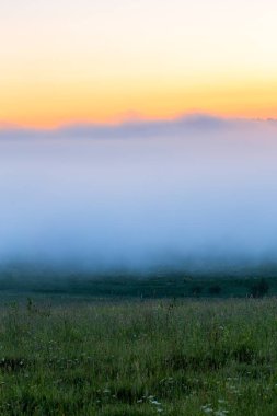 yaz sabahı ağaç olmadan dence sis altında minimalist yabani çim çayır