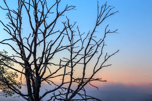 Trockene dünne drei Äste auf Gefälle Morgenhimmel Hintergrund — Stockfoto