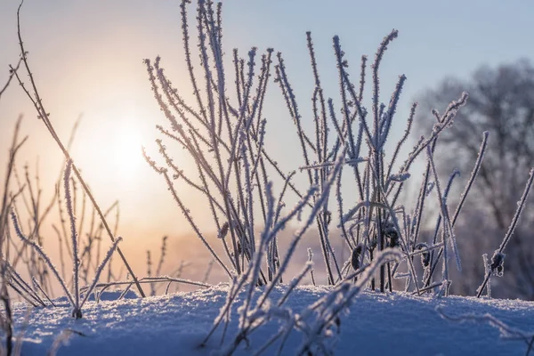 Gefrorenes trockenes Gras gegen Sonnenlicht am Wintermorgen mit selektivem Fokus — Stockfoto