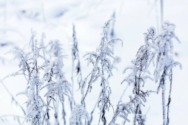 Erba secca congelata alla luce del giorno nuvoloso inverno con attenzione selettiva — Foto Stock