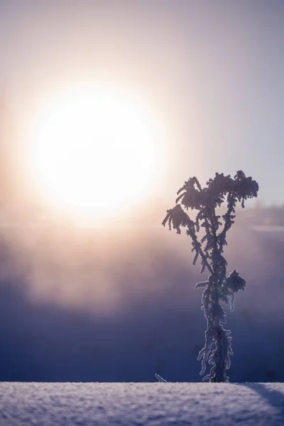 Παγωμένο παντελόνι κατά τη χειμερινή ομίχλη το πρωί σε καλλιτεχνικό μινιμαλισμό με επιλεκτική εστίαση — Φωτογραφία Αρχείου