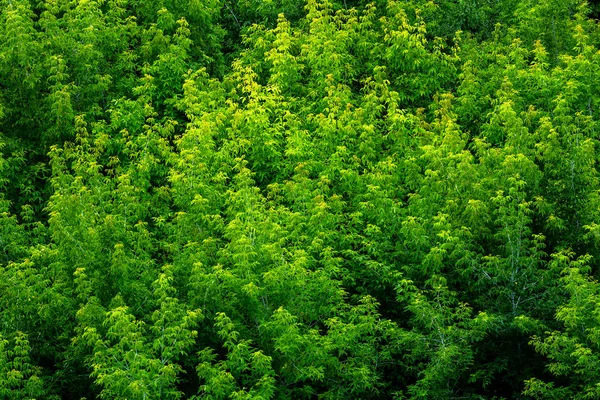 Верхняя часть летнего зеленого ясеня леса массивной листвы рисунок фона — стоковое фото