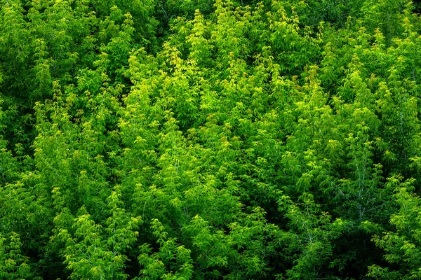 top of summer green ash-tree forest solid foliage pattern background