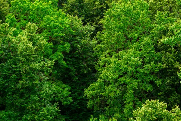 Верхняя часть летнего зеленого липы леса сплошная листва рисунок фона — стоковое фото