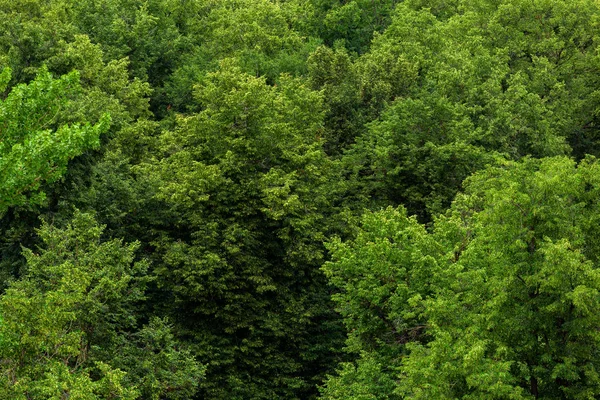 Верхняя часть летнего зеленого липы леса сплошная листва рисунок фона — стоковое фото