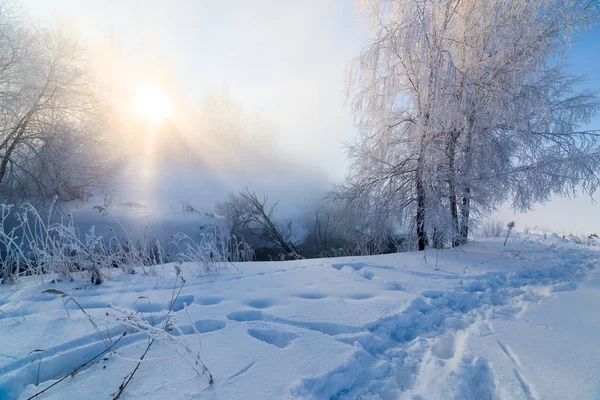 Nebliges Winterflussufer am Morgen mit Sonnenschein zwischen Birken - horizontaler Rahmen — Stockfoto