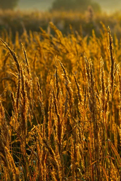 Golden dry long Stipa tenacissima or ssparto feather grass at autumn morning with selective focus. — Stock Photo, Image