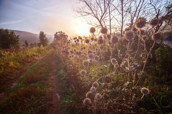 Cardo de leite no lado do caminho rural perto do rio ao nascer do sol nebuloso . — Fotografia de Stock