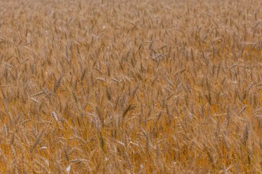 Doğrudan güneş ışığı altında ddaytime sarı arpa alanında. Tam dolu tarım arka plan.