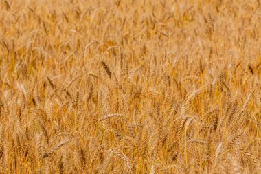 Gündüz leri doğrudan güneş ışığı altında sarı arpa tarlası. Seçici odak ile tam dolu tarım closeup arka plan.